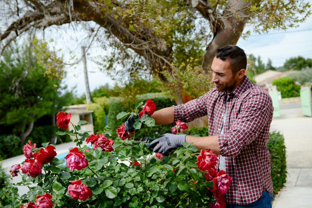 trimming the bushes